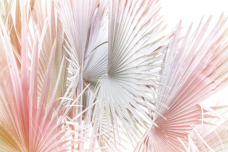 Palms And Hues