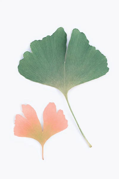 Ginkgo by Sisi & Seb art print
