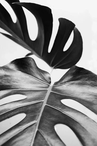 Monsteras: Black Tropical by Sisi & Seb