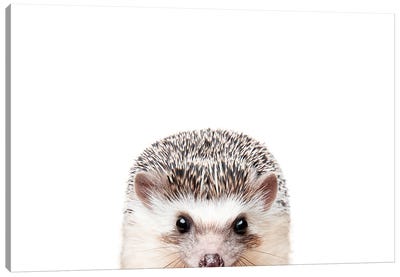 Peeking Hedgehog Canvas Art Print - Hedgehogs