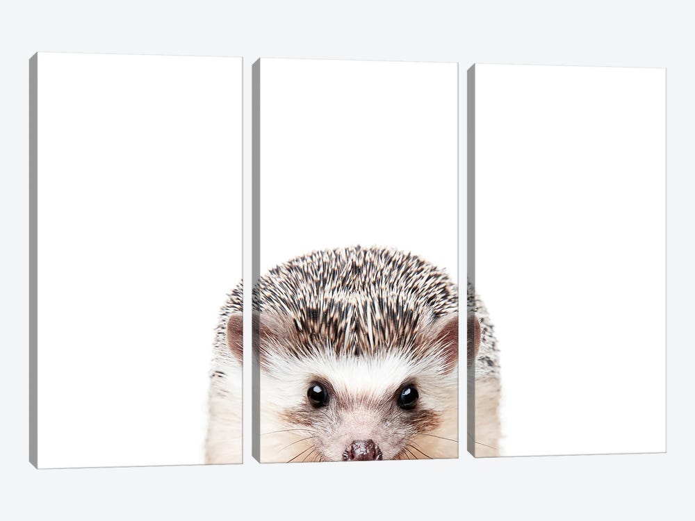 Peeking Hedgehog by Sisi & Seb 3-piece Canvas Art Print
