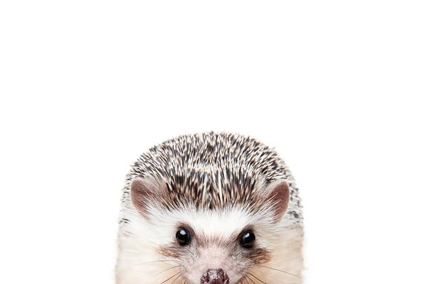 Sisi & Seb: Peeking Hedgehog by Sisi & Seb