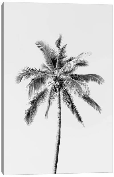 Black Palm Tree Canvas Art Print - Black & White Art