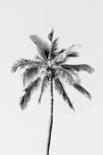 Black & White Digital Art: Black Palm Tree by Sisi & Seb