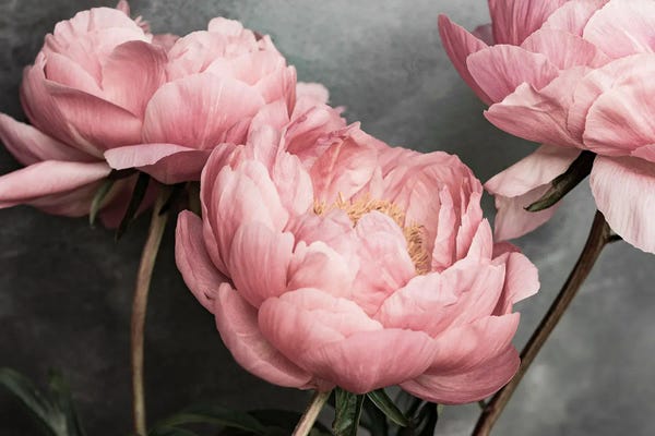 Sisi & Seb: Peony Beauty by Sisi & Seb