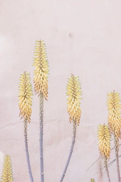 Yellow Cactus Flower by Sisi & Seb metal wall art