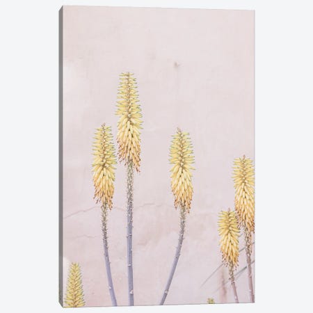 Yellow Cactus Flower Canvas Print #SSE299} by Sisi & Seb Art Print