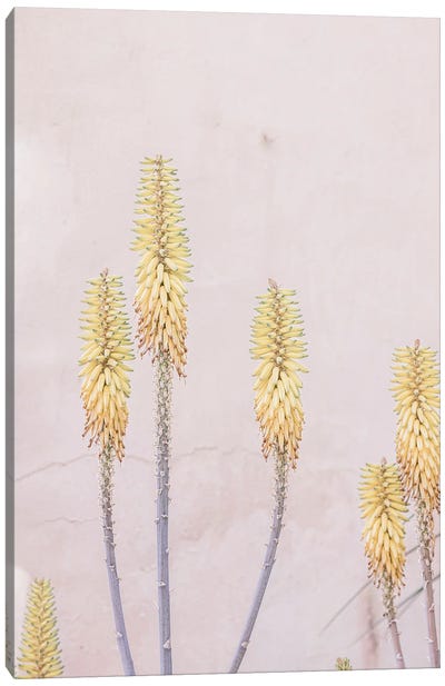 Yellow Cactus Flower Canvas Art Print - Sisi & Seb