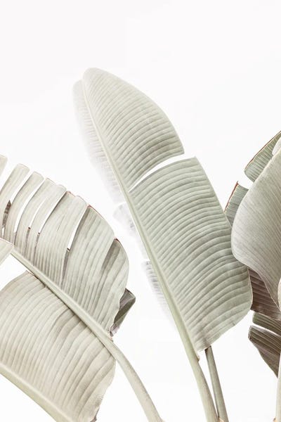 Minimalist Photography: Light Green Banana Leaves by Sisi & Seb