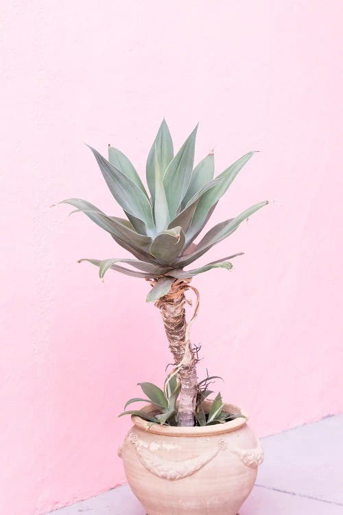 Agave At Muralla Roja by Sisi & Seb wall art