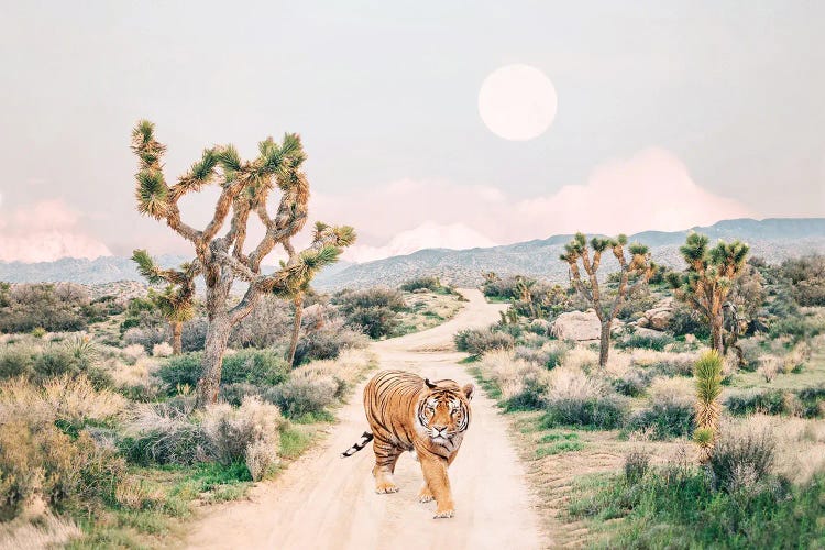 Wandering Tiger In Joshua Tree