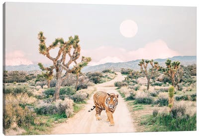 Wandering Tiger In Joshua Tree Canvas Art Print - Joshua Tree National Park