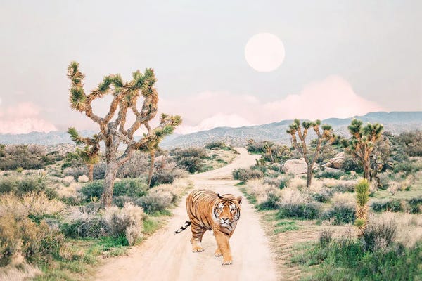 Sisi & Seb: Wandering Tiger In Joshua Tree by Sisi & Seb