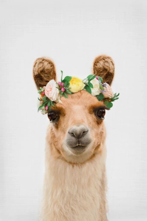 Boho Llama