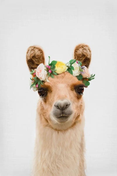 Llamas & Alpacas: Boho Llama by Sisi & Seb