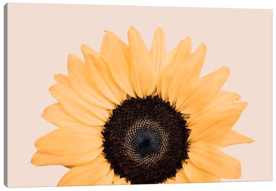 Sunflower On Beige Canvas Art Print - Minimalist Flowers