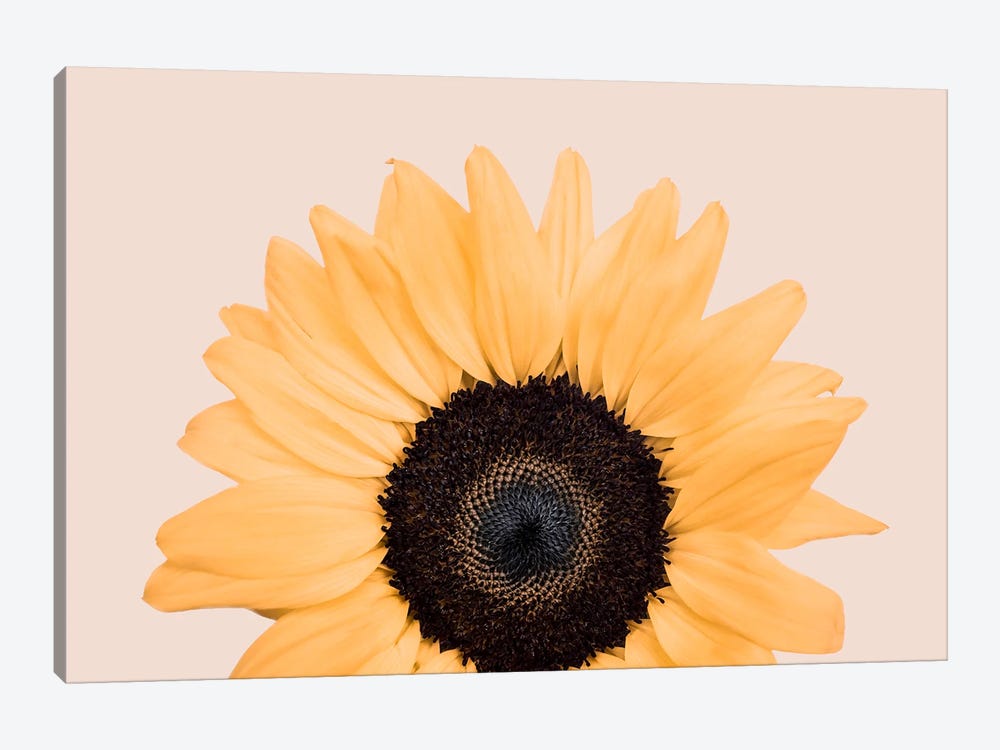 Sunflower On Beige by Sisi & Seb 1-piece Art Print