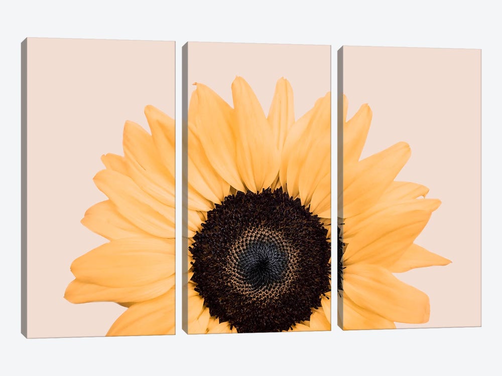 Sunflower On Beige by Sisi & Seb 3-piece Art Print