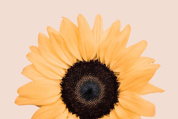 Minimalist Flowers: Sunflower On Beige by Sisi & Seb