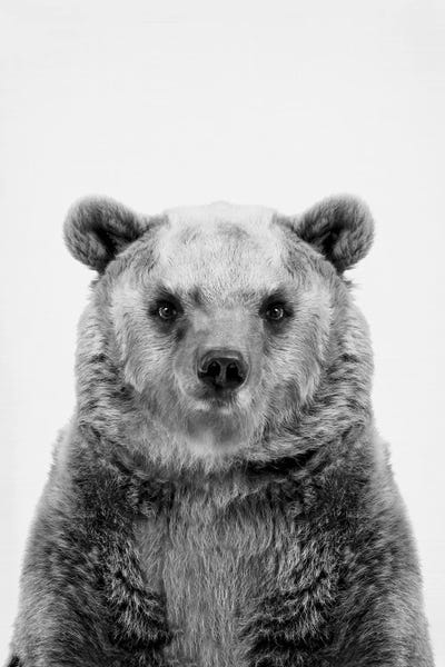 Bear In Black & White