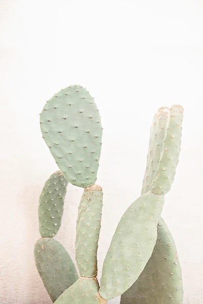 Minimalist Photography: Little Cacti by Sisi & Seb