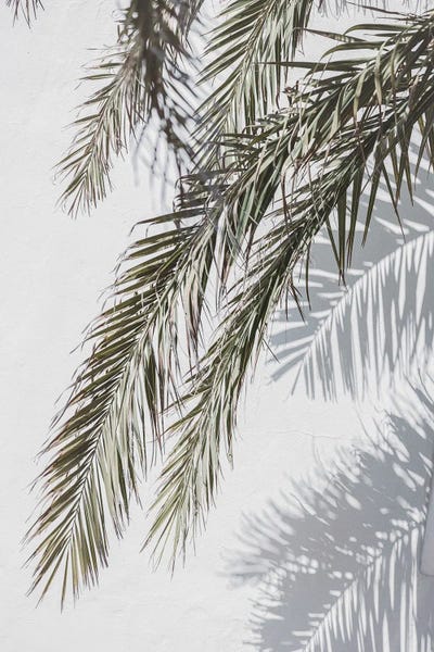 Fine Art Print: Palm And Shade by Sisi & Seb