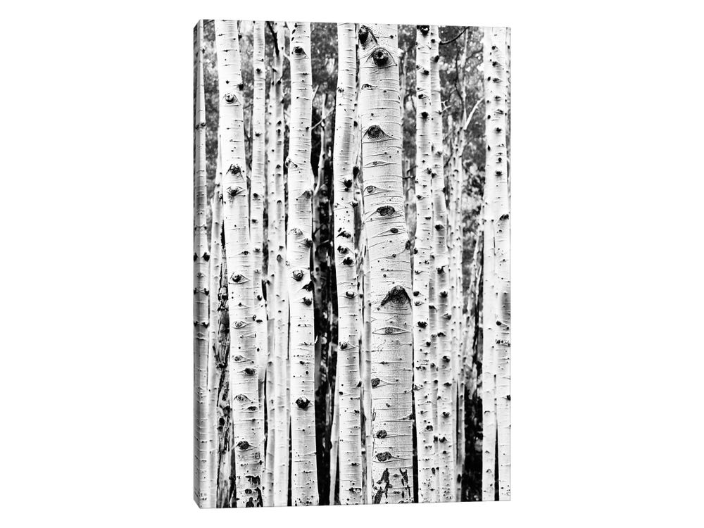 Wintery White Birches Texture Art - Made By Barb - plaster art