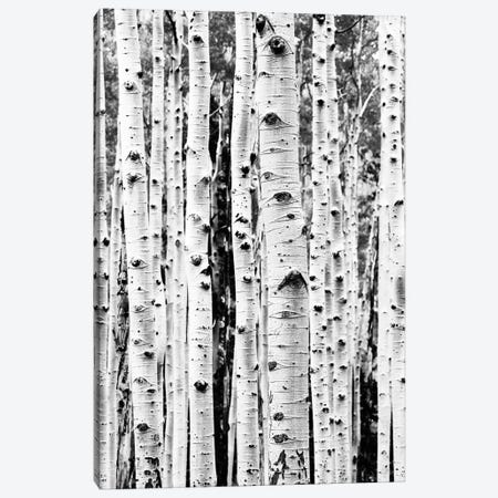 Birch In Black & White Canvas Print #SSE32} by Sisi & Seb Canvas Wall Art