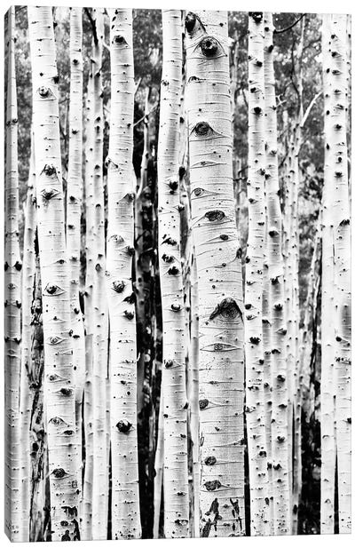 Birch In Black & White Canvas Art Print - Birch Tree Art