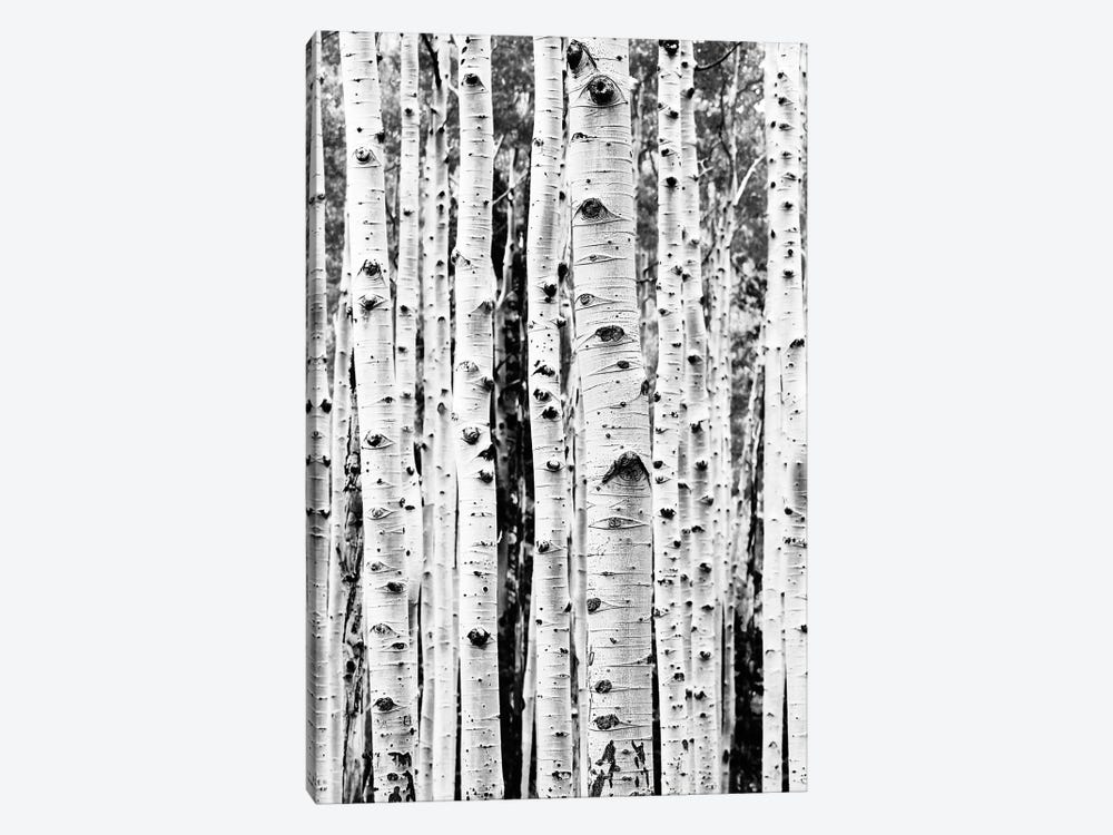 Birch In Black & White by Sisi & Seb 1-piece Art Print