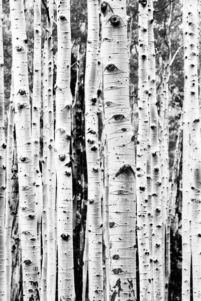 Large Black & White Art - Canvas Prints: Birch In Black & White by Sisi & Seb
