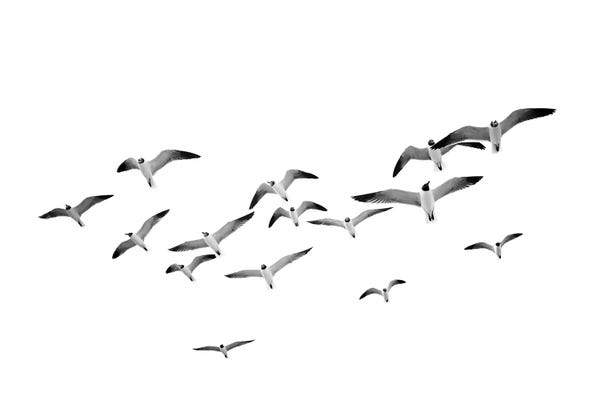 Sisi & Seb: Birds by Sisi & Seb