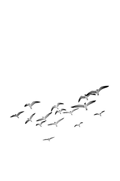 Black & White Minimalist Décor: Birds 2 by Sisi & Seb