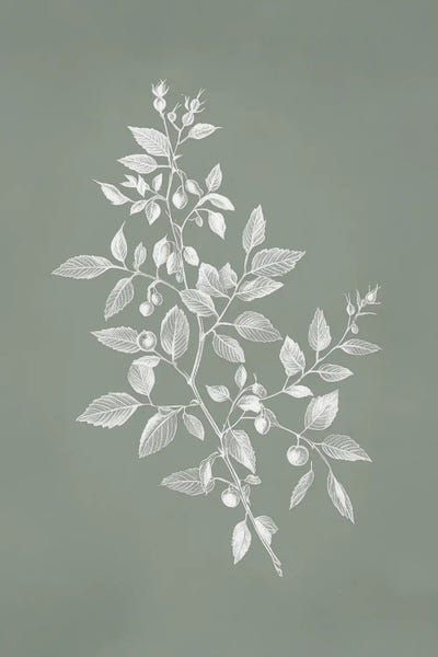 Spring Leaves - Canvas Prints: Rose Bush On Sage by Sisi & Seb