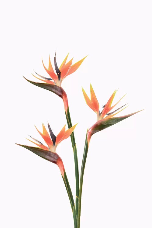 Birds of Paradise by Sisi & Seb wall art