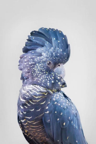 Black Cockatoo by Sisi & Seb framed wall art