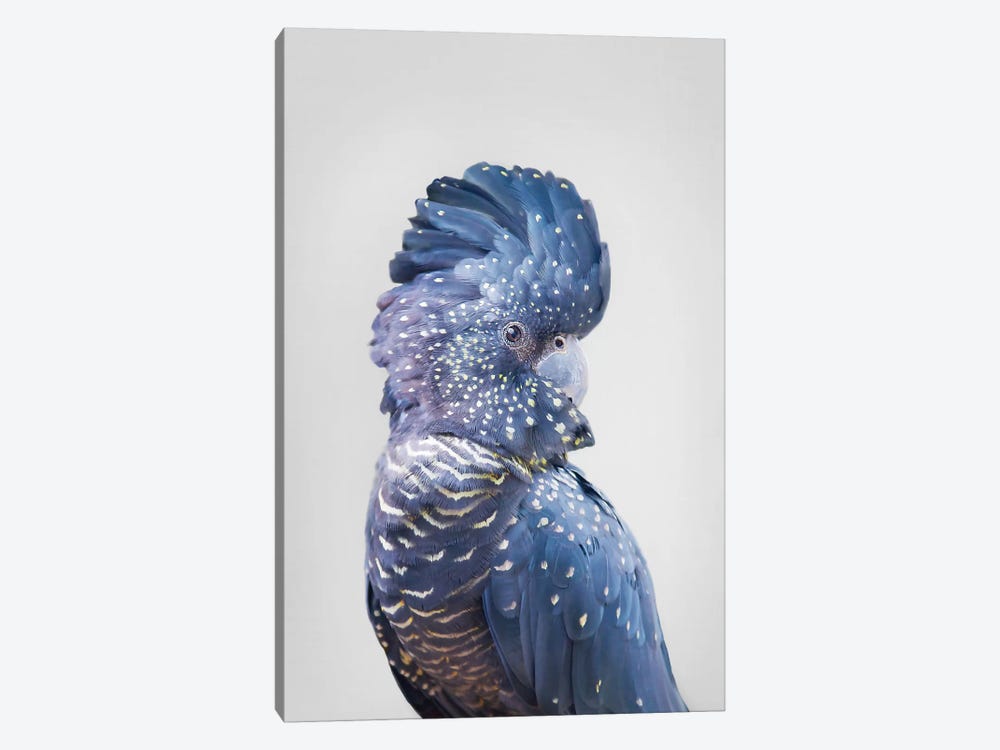 Black Cockatoo by Sisi & Seb 1-piece Canvas Print