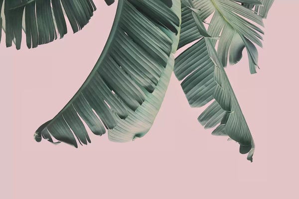 Pineapples: Blush Banana Leafs by Sisi & Seb