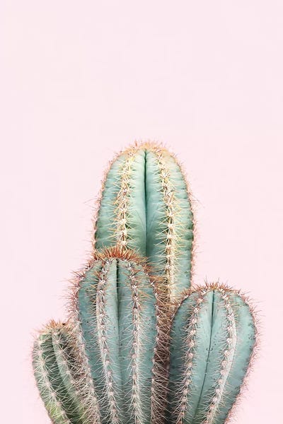 Blush Cactus by Sisi & Seb metal wall art