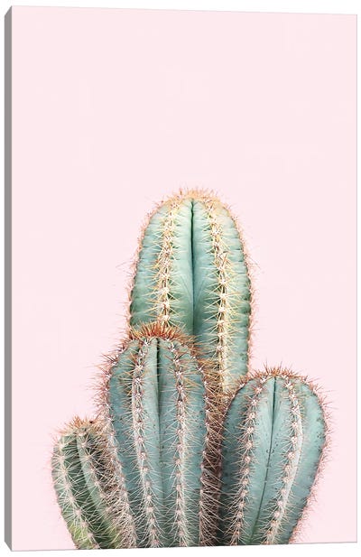 Blush Cactus Canvas Art Print - Modern Minimalist