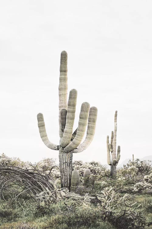 Blush Shy Cactus