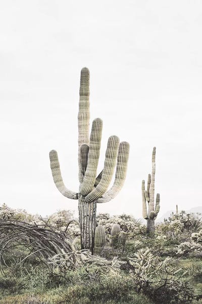 Cacti: Blush Shy Cactus by Sisi & Seb