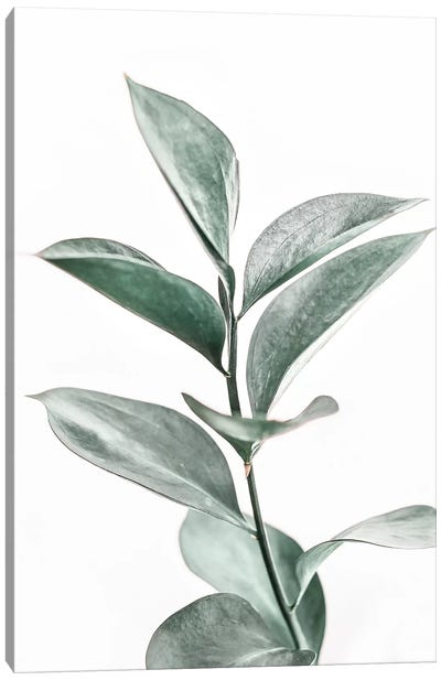 Botanical Blush Canvas Art Print - Macro Photography