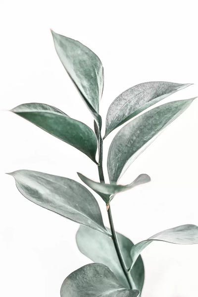 Macro Photography: Botanical Blush by Sisi & Seb