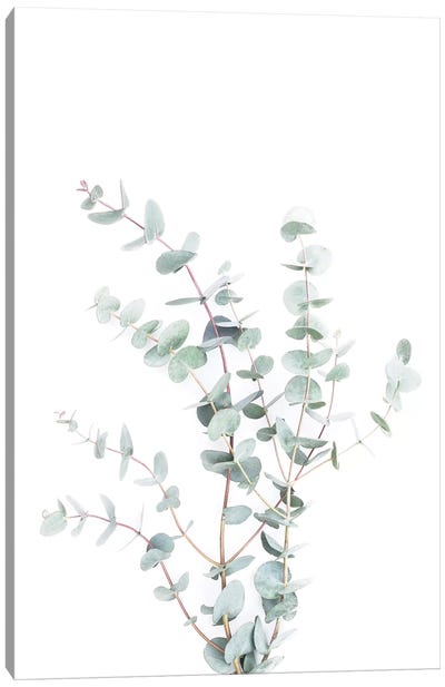 Botanical I Canvas Art Print - Sisi & Seb