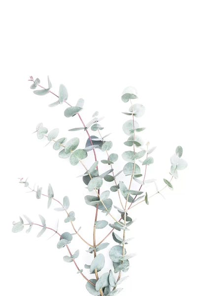 Sisi & Seb: Botanical I by Sisi & Seb
