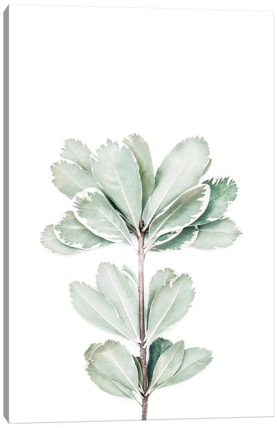 Botanical II Canvas Art Print - Spa