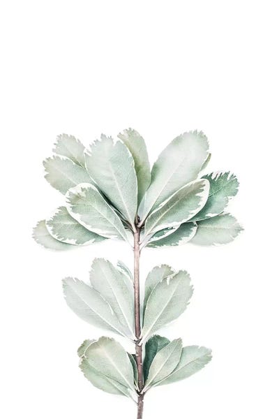 Botanical II