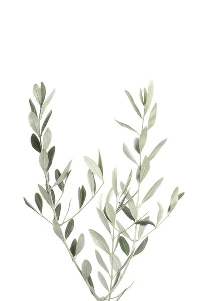 Minimalist Photography: Botanical III by Sisi & Seb