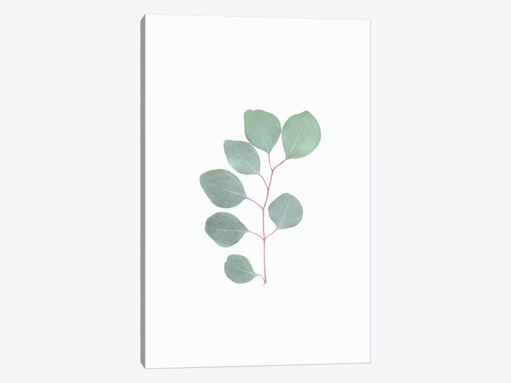 Botanical Leaf by Sisi & Seb 1-piece Canvas Print